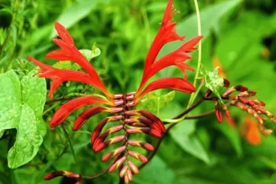 Lobster Claw - Nueva Zelanda jigsaw puzzle