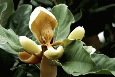 Magnolia Delavayi jigsaw puzzle