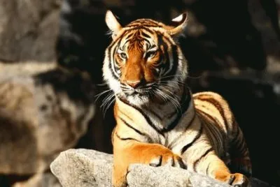 Tigre