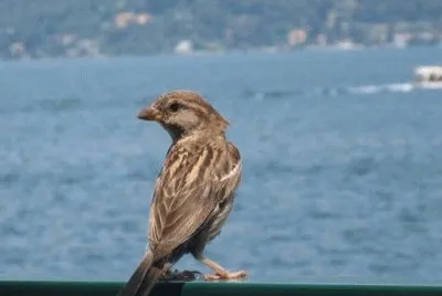 Passerotto a Stresa