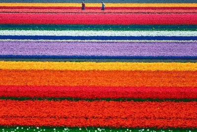 tulipanes jigsaw puzzle