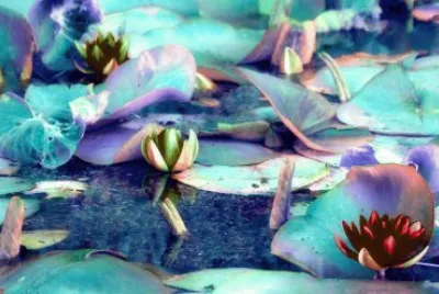 Lily Pads