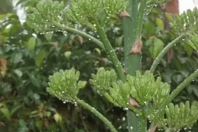 naturaleza