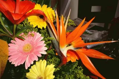 flores