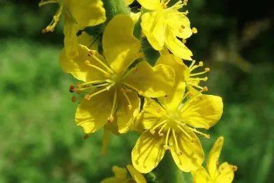 Agrimonia Eupatoria - EspaÃ±a jigsaw puzzle