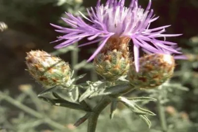 Centaurea Paniculata - Europa jigsaw puzzle