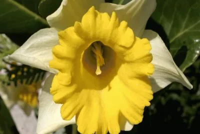 Falso Narciso - Europa jigsaw puzzle