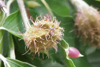 Haya ComÃºn - Europa jigsaw puzzle