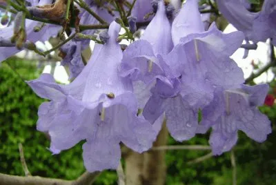 Jacaranda - AmÃ©rica jigsaw puzzle