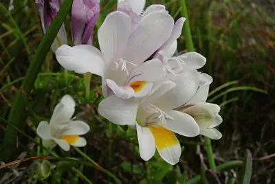 Fresia Alba - Ãfrica jigsaw puzzle