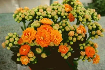 Kalanchoe Blossfeldiana - Madagascar jigsaw puzzle
