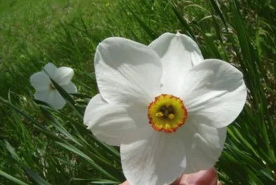 Narciso PoÃ©tico - Europa jigsaw puzzle