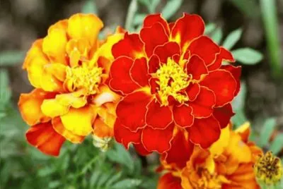 Tagetes - AmÃ©rica jigsaw puzzle