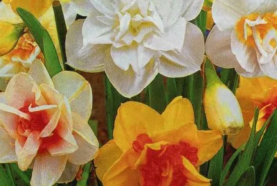 Junquillos jigsaw puzzle