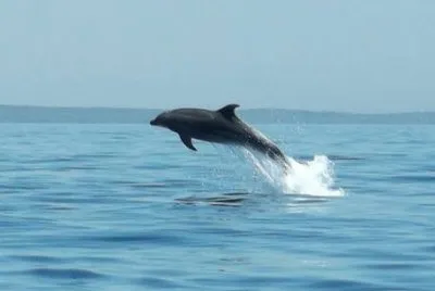 Delfino al largo di Veli Losjni