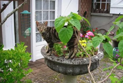 chat dans les fleurs