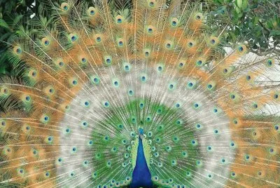 Pavo-real jigsaw puzzle