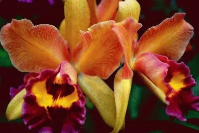 flores