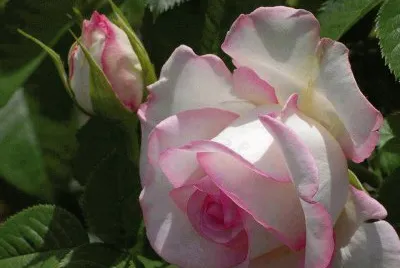 flores