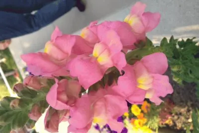 flowers