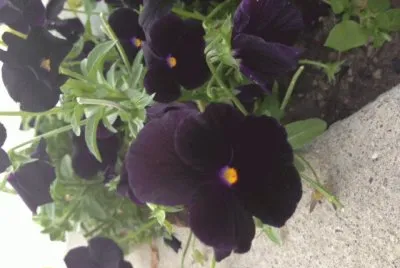 flowers