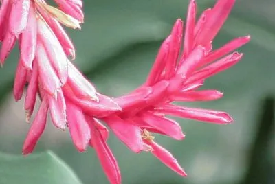 Alpina Purpurata - Malasia jigsaw puzzle