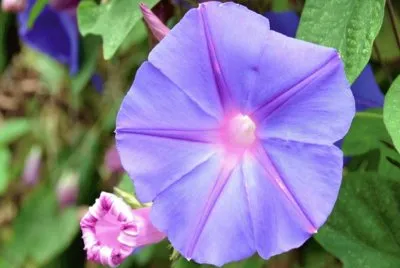 Campanilla Azul - CentroamÃ©rica