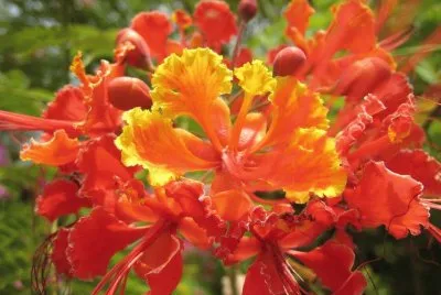 FlamboyÃ¡n - AmÃ©rica