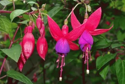 Fuchsia - AmÃ©rica y OceanÃ­a