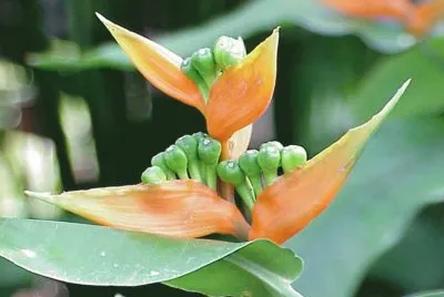 Heliconia Aurantiaca - AmÃ©rica Central