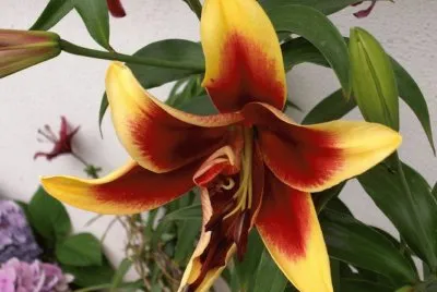 Lilium - Hemisferio Norte