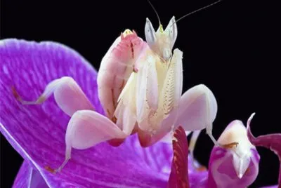 Mantis Orquidea - Asia
