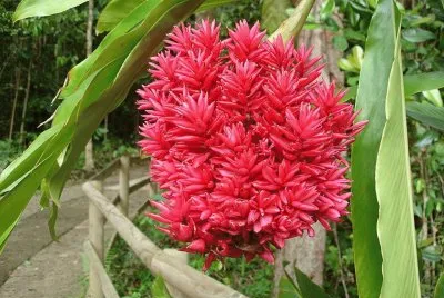 Red Ginger - Asia