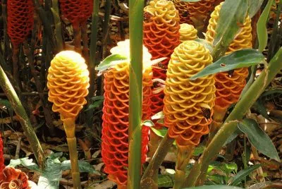 Zingiber Spectabile - Malasia
