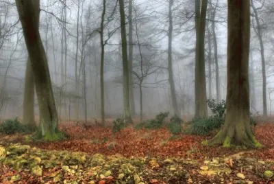 misty trees