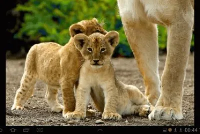 big cat 1
