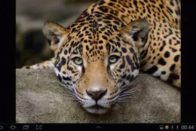 big cat 2