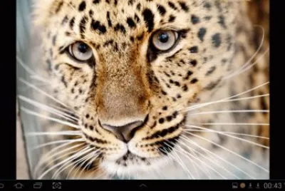 big cat 3