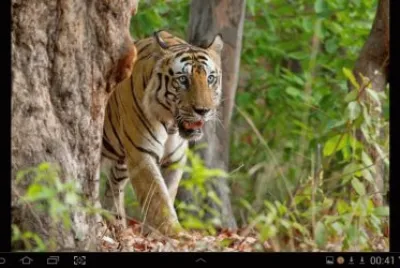 big cat 5
