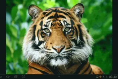 big cat 6