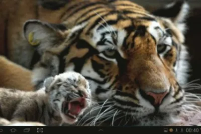 big cat 7