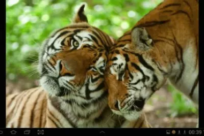 big cat 8