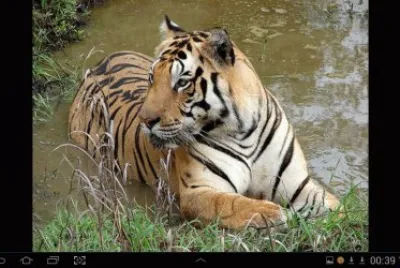 big cat 9