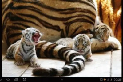 big cat 10