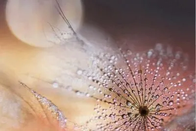 dew at dawn jigsaw puzzle