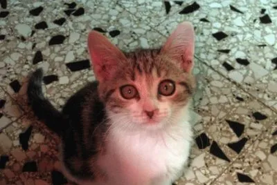 Cucciolo curioso