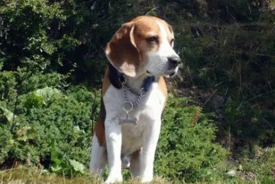 Beagle di vedetta