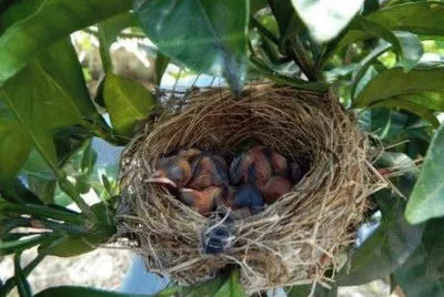 פאזל של In attesa della mamma