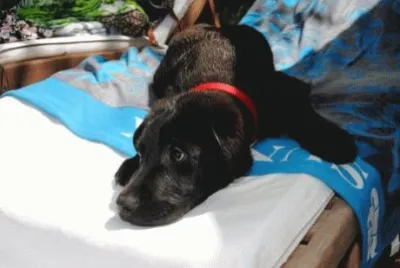 Charly, labrador nero jigsaw puzzle