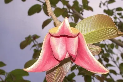 Cabeza de Negro - MÃ©xico